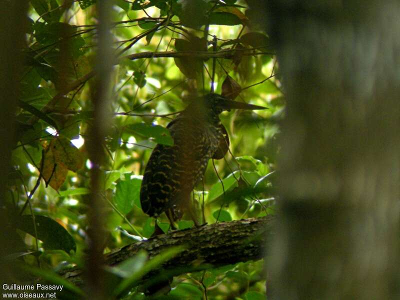 White-crested Tiger Heron, identification