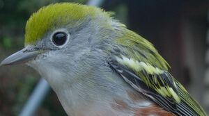 Paruline � flancs marron