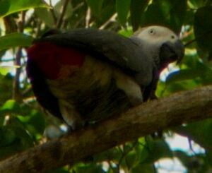 Grey Parrot