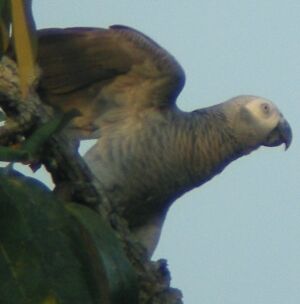 Grey Parrot