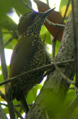 Pic � oreillons bruns