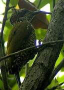 Brown-eared Woodpecker