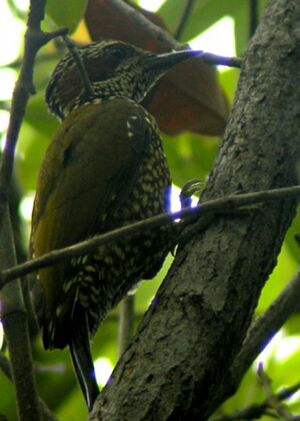 Pic � oreillons bruns