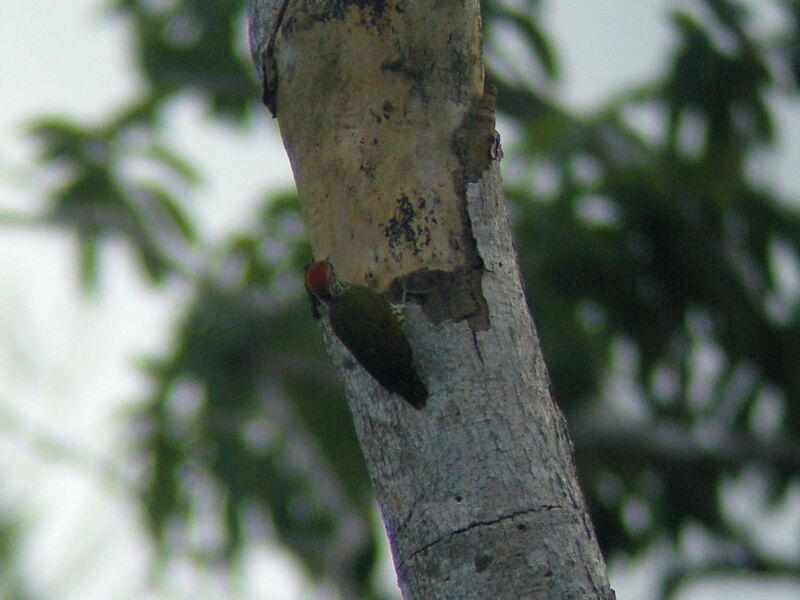 Gabon Woodpecker male adult