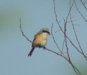 Emin's Shrike