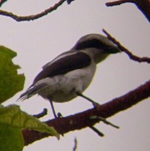 Mackinnon's Shrike