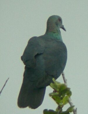 Pigeon à nuque bronzée