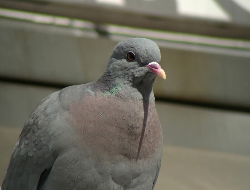 Pigeon colombinadulte nuptial, identification