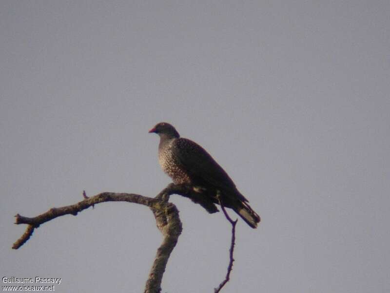 Pigeon du Cameroun mâle adulte