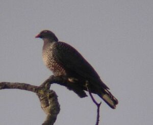 Cameroon Olive Pigeon