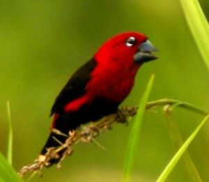 Black-bellied Seedcracker