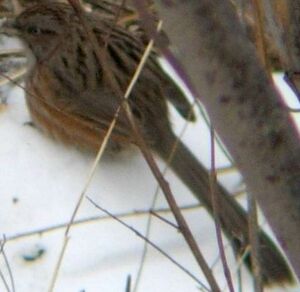 Chinese Hill Warbler