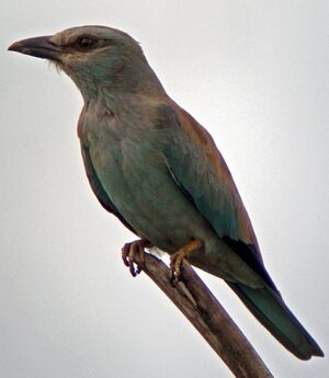 European Roller