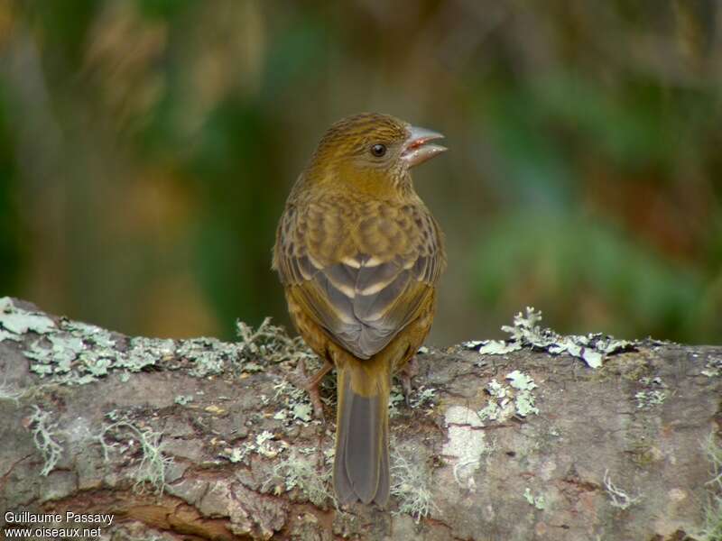 Vinaceous Rosefinch female adult, identification