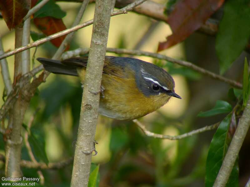 White-browed Bush Robin male adult