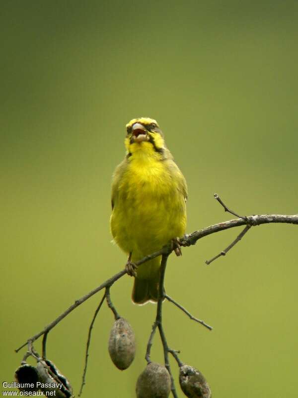 Yellow-fronted Canary male adult breeding, song