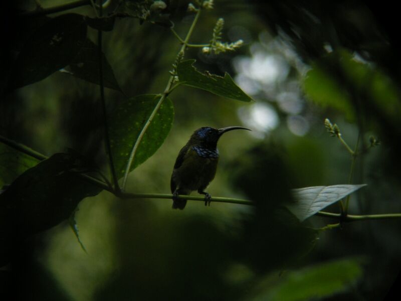 Cameroon Sunbird male adult breeding