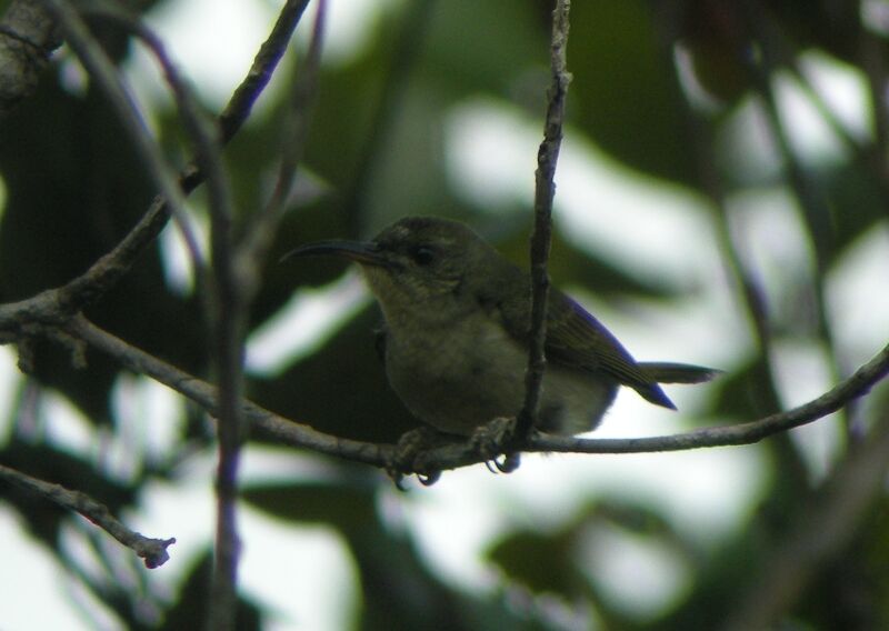 Olive Sunbird male adult