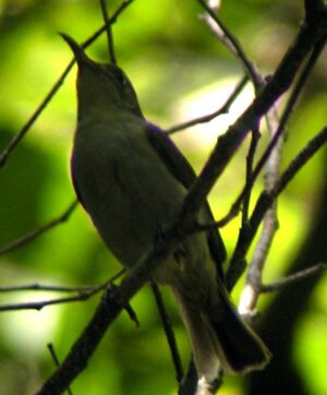 Olive Sunbird