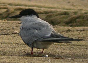 Arctic Tern 
&copy; Guillaume Passavy