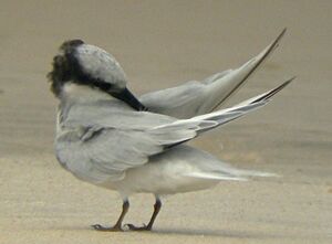 Damara Tern
