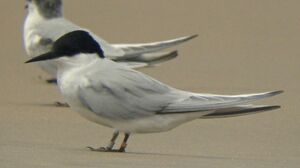 Damara Tern