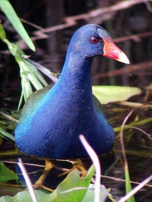 Purple Gallinule