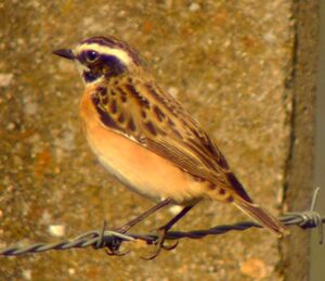 Whinchat
