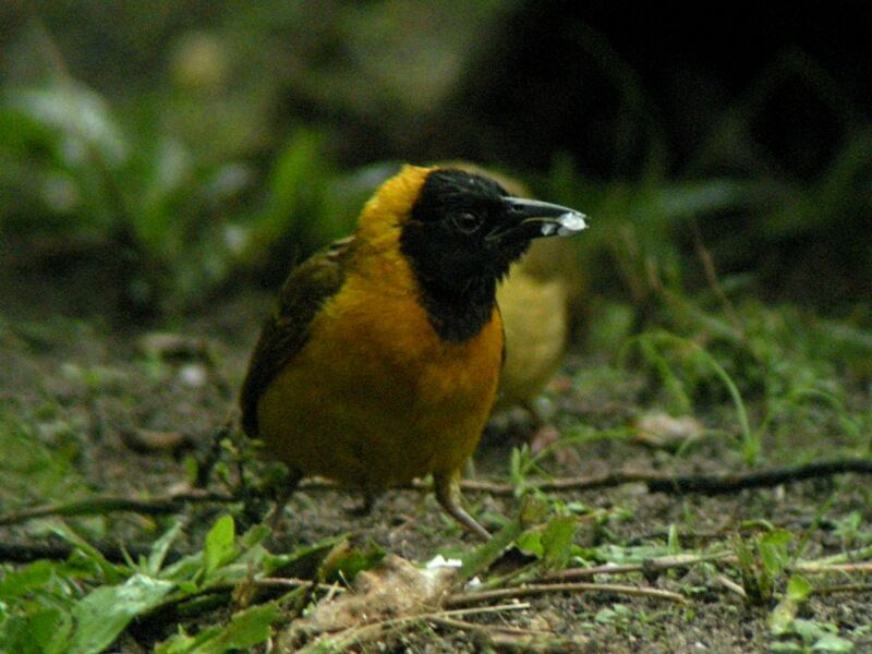 Loango Weaver male adult post breeding, feeding habits