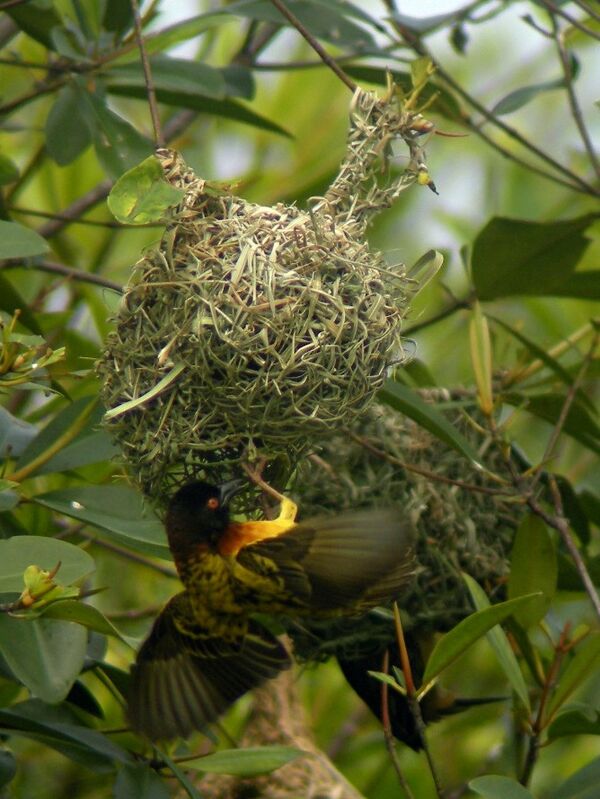 Village Weaver male adult breeding, Reproduction-nesting