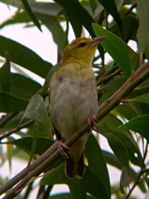 Orange Weaver