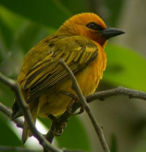 Orange Weaver