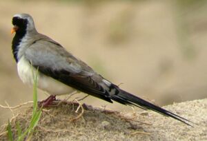 Tourterelle masqu�e