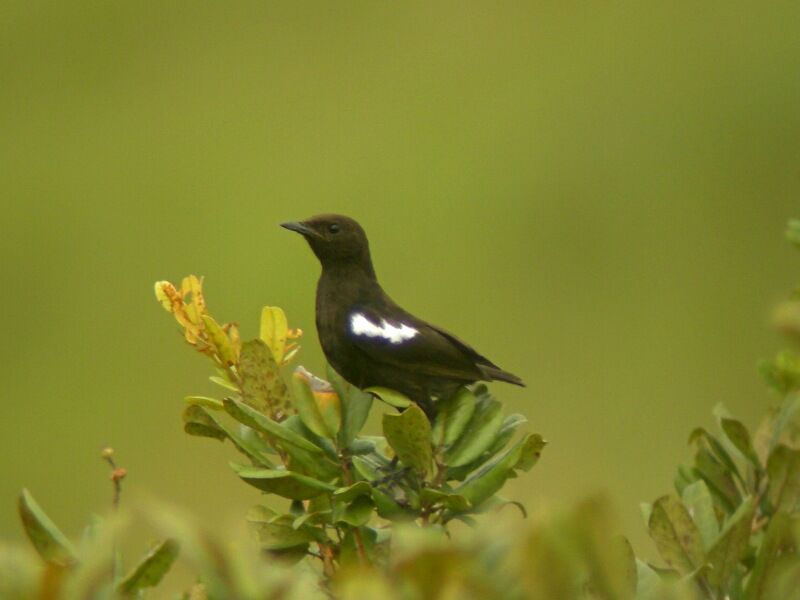 Sooty Chat male adult breeding, song