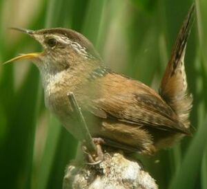 Marsh Wren