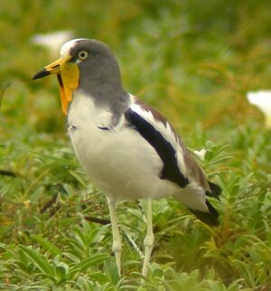 Vanneau � t�te blanche