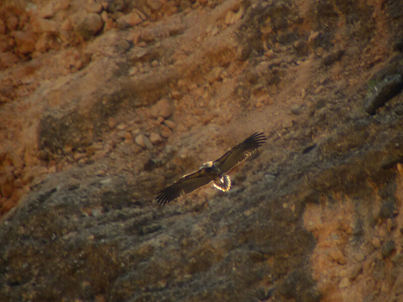 Vautour percnoptère - Neophron percnopterus