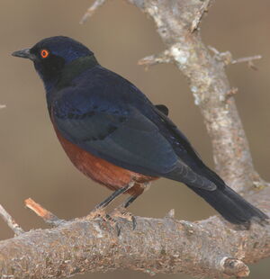 Shelley's Starling