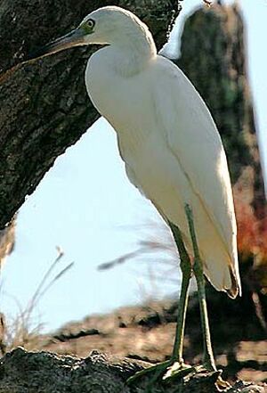 Little Blue Heron