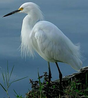 Snowy Egret