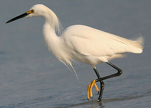 Snowy Egret
