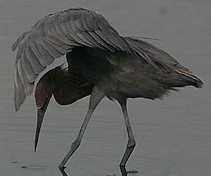 Reddish Egret
