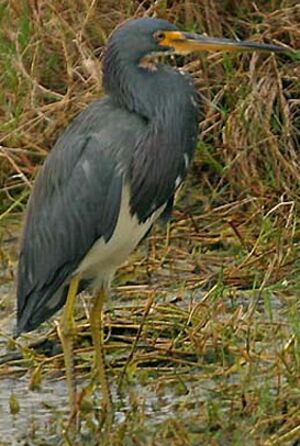 Tricolored Heron
