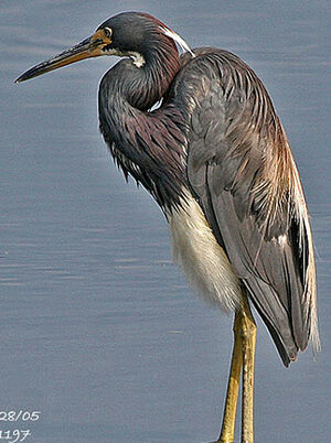 Tricolored Heron
