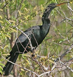 Anhinga d'Amérique