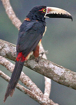 Collared Aracari