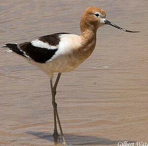 American Avocet