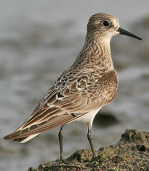 Baird's Sandpiper