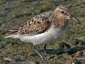 Bécasseau sanderling