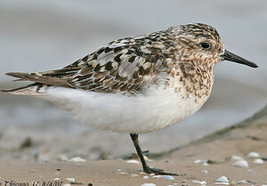 B�casseau sanderling